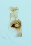 Aspilapteryx tringipennella