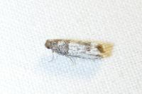 Notocelia
