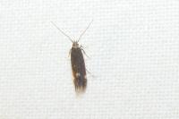 Aproaerema anthyllidella