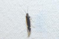 Aproaerema anthyllidella