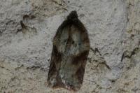Acleris schalleriana