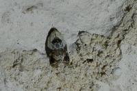 Acleris variegana