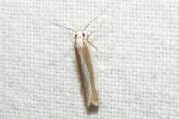Dichomeris marginella