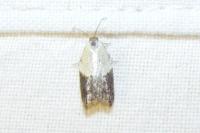 Acleris variegana