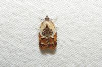 Acleris variegana