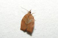 Pandemis heparana