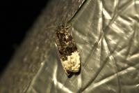 Apotomis betuletana