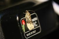 Apotomis betuletana