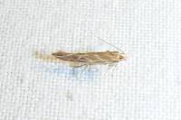 Pyroderces argyrogrammos