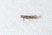 Parectopa ononidis
