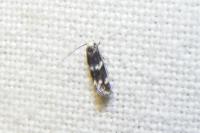 Elachista apicipunctella