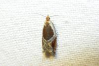 Ancylis unculana