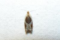 Ancylis unculana