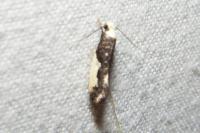 Monopis monachella