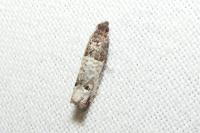 Notocelia