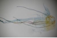 Nemapogon granellus