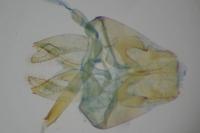 Nemapogon granellus