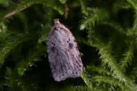 Agonopterix arenella