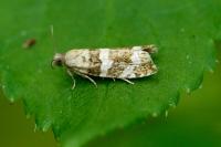 Epinotia fraternana