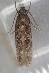 Carpatolechia decorella