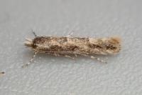 Phyllonorycter issikii