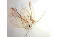 Phyllonorycter issikii