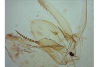 Phyllonorycter issikii