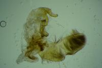 Ethmia candidella