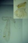 Agonopterix ciliella