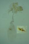 Depressaria olerella