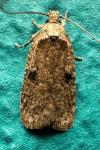 Agonopterix propinquella