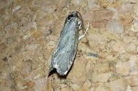 Diurnea lipsiella