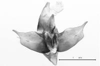 Diurnea lipsiella