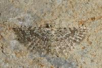 Alucita cancellata
