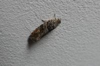 Eudemis profundana