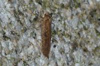 Agonopterix