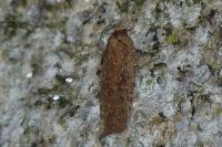 Agonopterix
