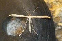 Emmelina monodactyla