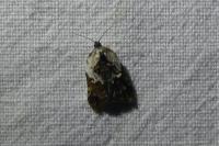 Acleris variegana
