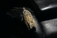 Epinotia nisella