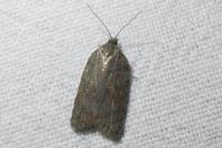 Acleris sparsana
