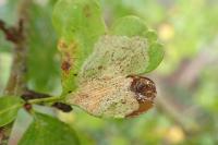 Phyllonorycter corylifoliella