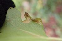 Phyllonorycter oxyacanthae