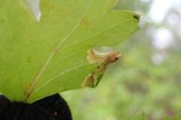 Phyllonorycter oxyacanthae