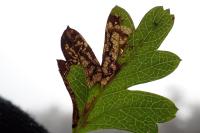 Stigmella regiella