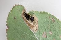 Phyllonorycter spinicolella