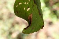 Phyllonorycter spinicolella