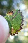 Stigmella lemniscella