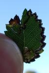 Stigmella lemniscella