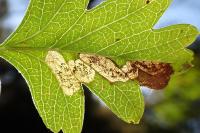 Ectoedemia atricollis